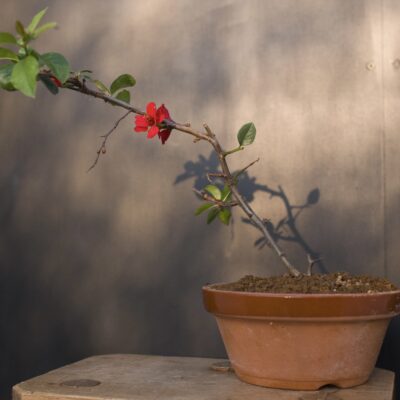 Cognassier du Japon - Chaenomeles Sinensis