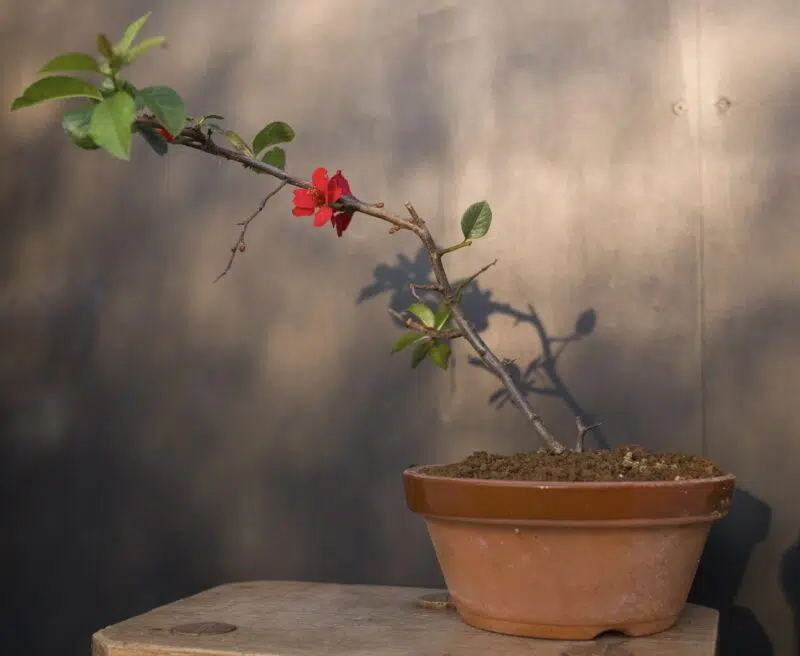 Cognassier du Japon - Chaenomeles Sinensis