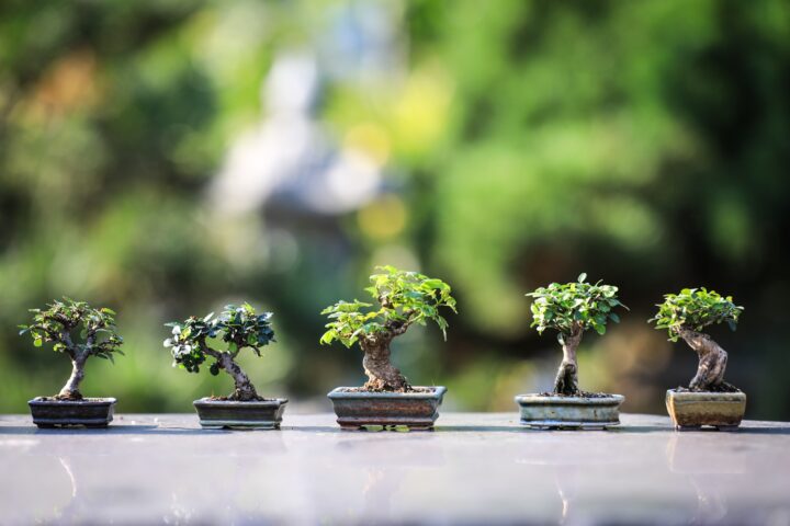 Des arbres faits pour tous
