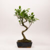 Ficus Rétusa