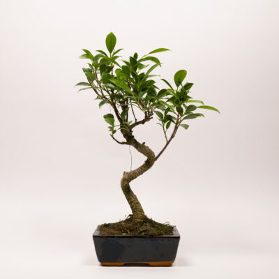 Ficus Rétusa