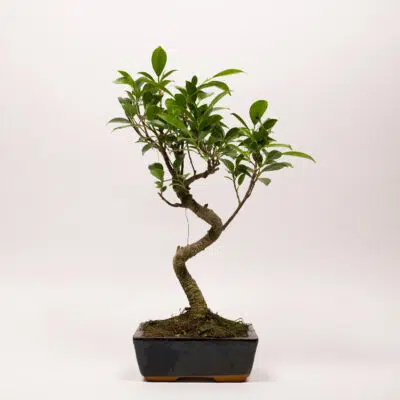 Ficus Rétusa