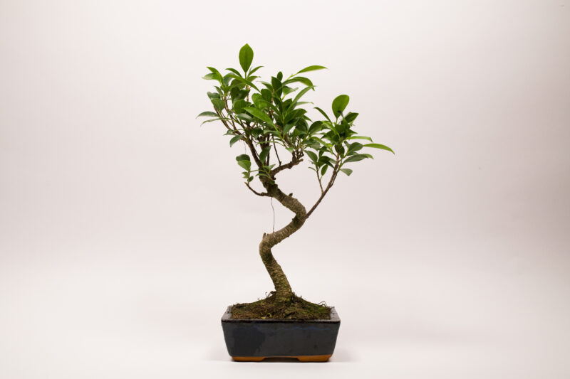 Ficus Rétusa