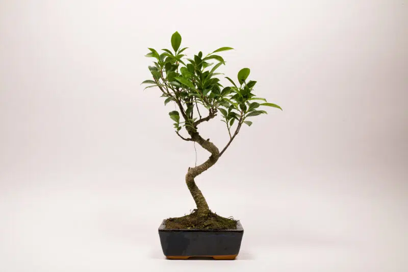 Ficus Rétusa