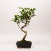 Ficus Rétusa
