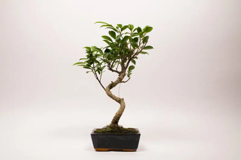 Ficus Rétusa