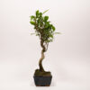 Ficus Rétusa