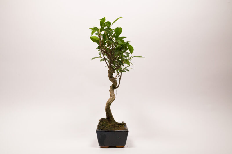 Ficus Rétusa