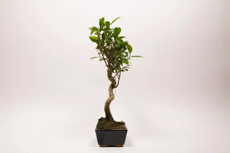 Ficus Rétusa