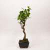 Ficus Rétusa