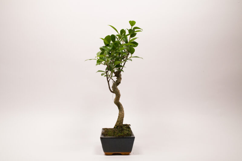 Ficus Rétusa
