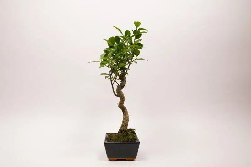 Ficus Rétusa
