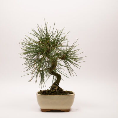 Pinus Thunbergii