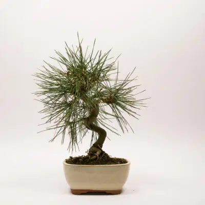 Pinus Thunbergii