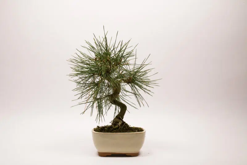 Pinus Thunbergii