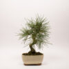 Pinus Thunbergii