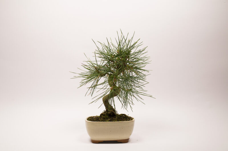 Pinus Thunbergii