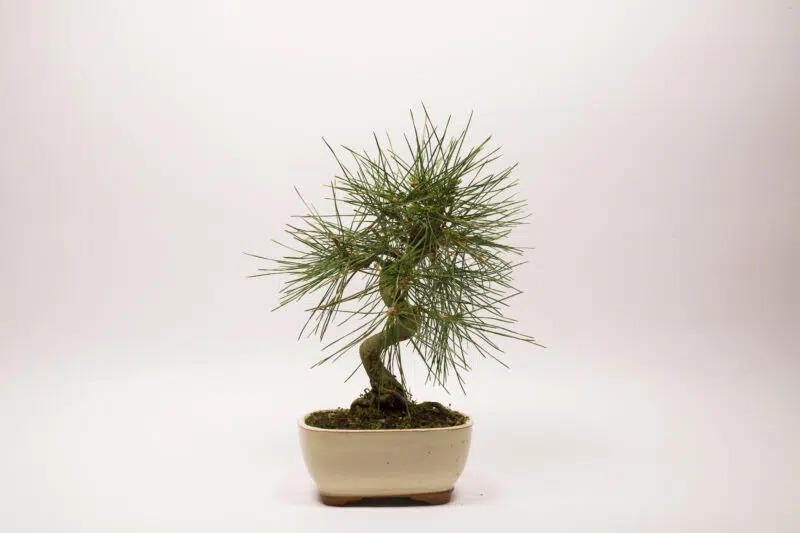 Pinus Thunbergii