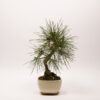 Pinus Thunbergii