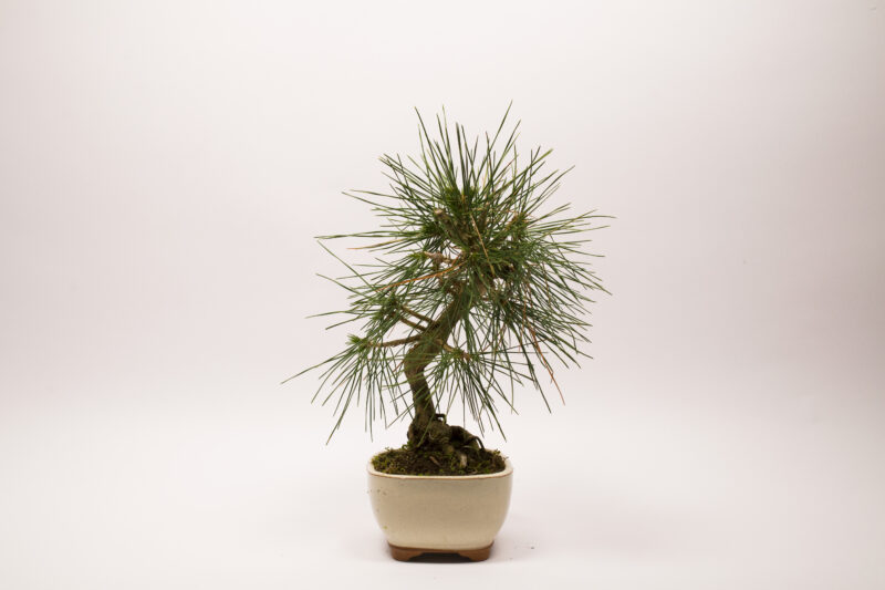 Pinus Thunbergii