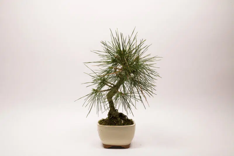 Pinus Thunbergii