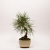 Pinus Thunbergii