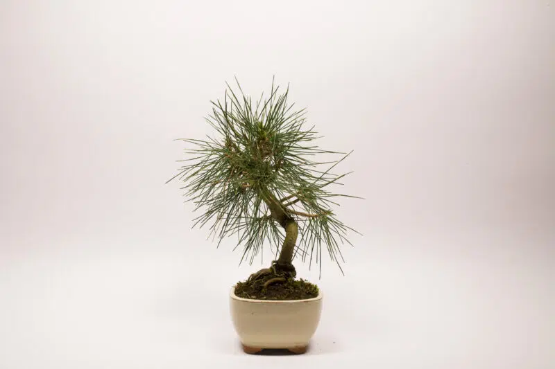 Pinus Thunbergii