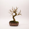Bonsai Murier Morus