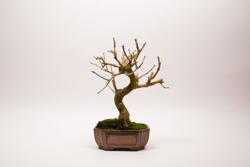 Bonsai Murier Morus