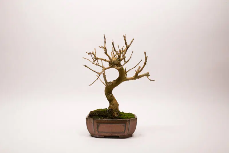 Bonsai Murier Morus