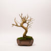 White Mulberry Bonsai / Morus Alba - Image 3