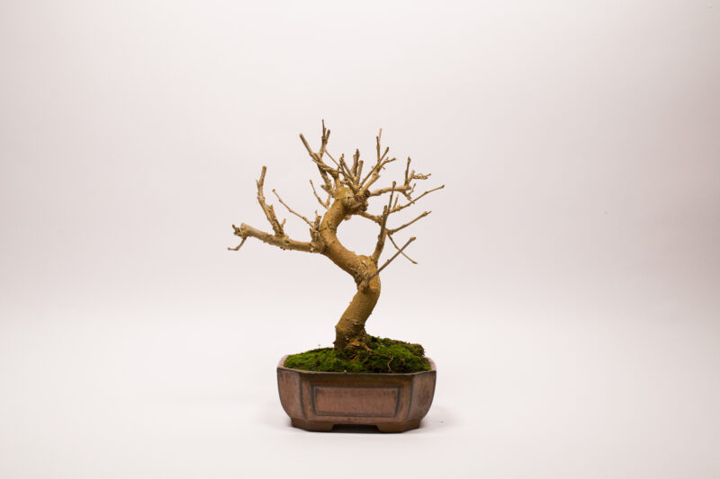 Bonsaï Mûrier Blanc / Morus Alba – Image 3