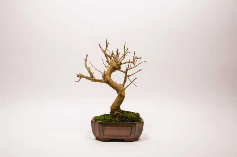 Bonsaï Mûrier Blanc / Morus Alba – Image 3