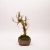 White Mulberry Bonsai / Morus Alba - Image 5