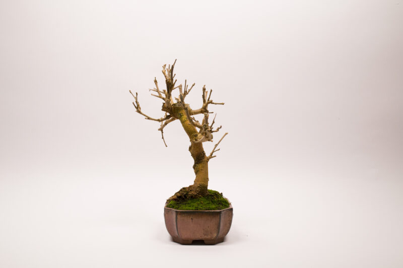 Bonsaï Mûrier Blanc / Morus Alba – Image 5