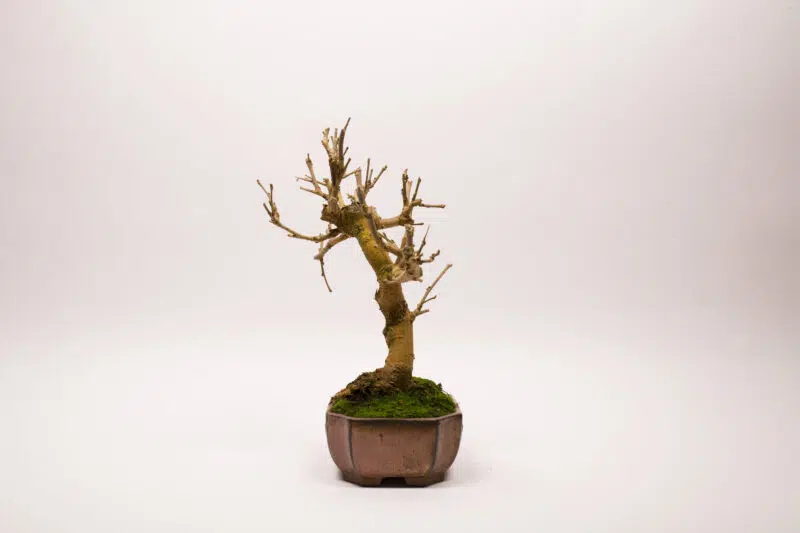 Bonsaï Mûrier Blanc / Morus Alba – Image 5