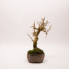 White Mulberry Bonsai / Morus Alba - Image 4