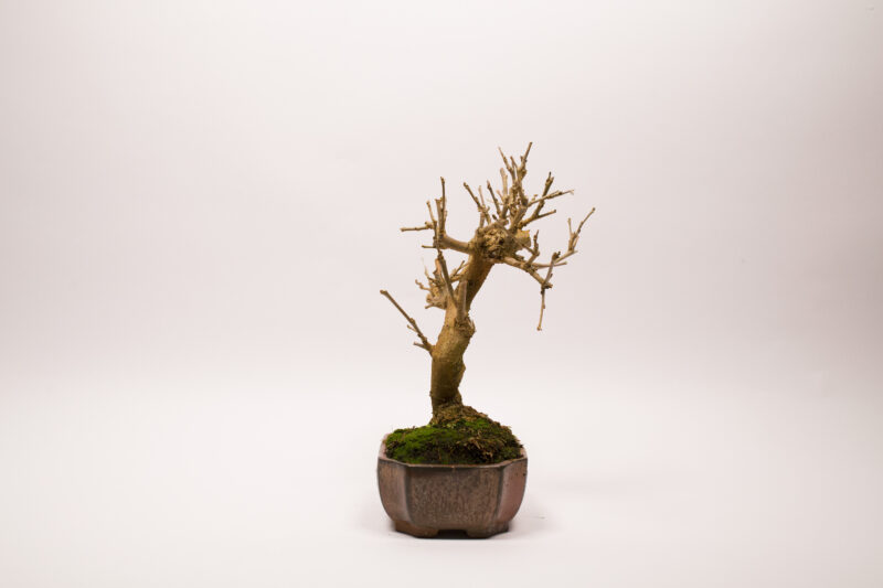 Bonsaï Mûrier Blanc / Morus Alba – Image 4