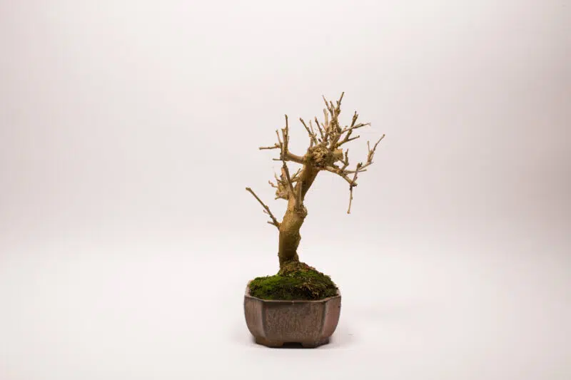 Bonsaï Mûrier Blanc / Morus Alba – Image 4