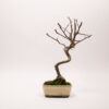 Hausapfelbaum-Bonsai / Malus Domestica – Bild 5