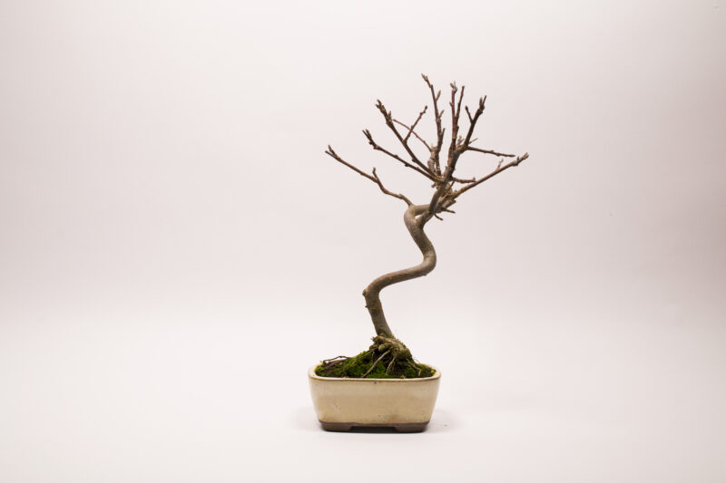 Bonsaï Pommier Domestique / Malus Domestica – Image 5