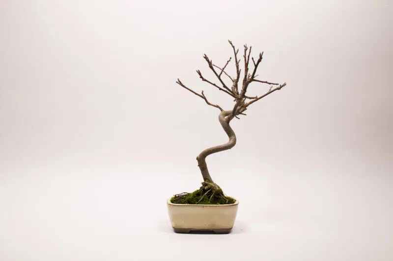 Bonsaï Pommier Domestique / Malus Domestica – Image 5