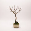 Hausapfelbaum-Bonsai / Malus Domestica – Bild 7