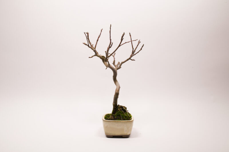 Bonsaï Pommier Domestique / Malus Domestica – Image 7