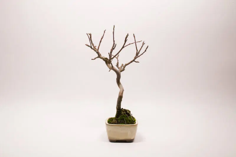 Bonsaï Pommier Domestique / Malus Domestica – Image 7