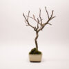Hausapfelbaum-Bonsai / Malus Domestica – Bild 8