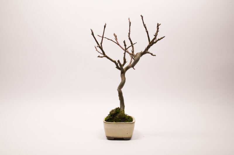 Bonsaï Pommier Domestique / Malus Domestica – Image 8