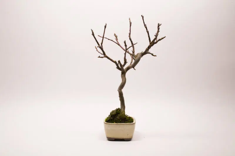 Bonsaï Pommier Domestique / Malus Domestica – Image 8