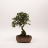 bonsai olivier europeen
