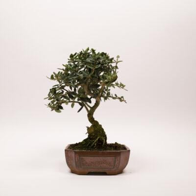 bonsai olivier europeen